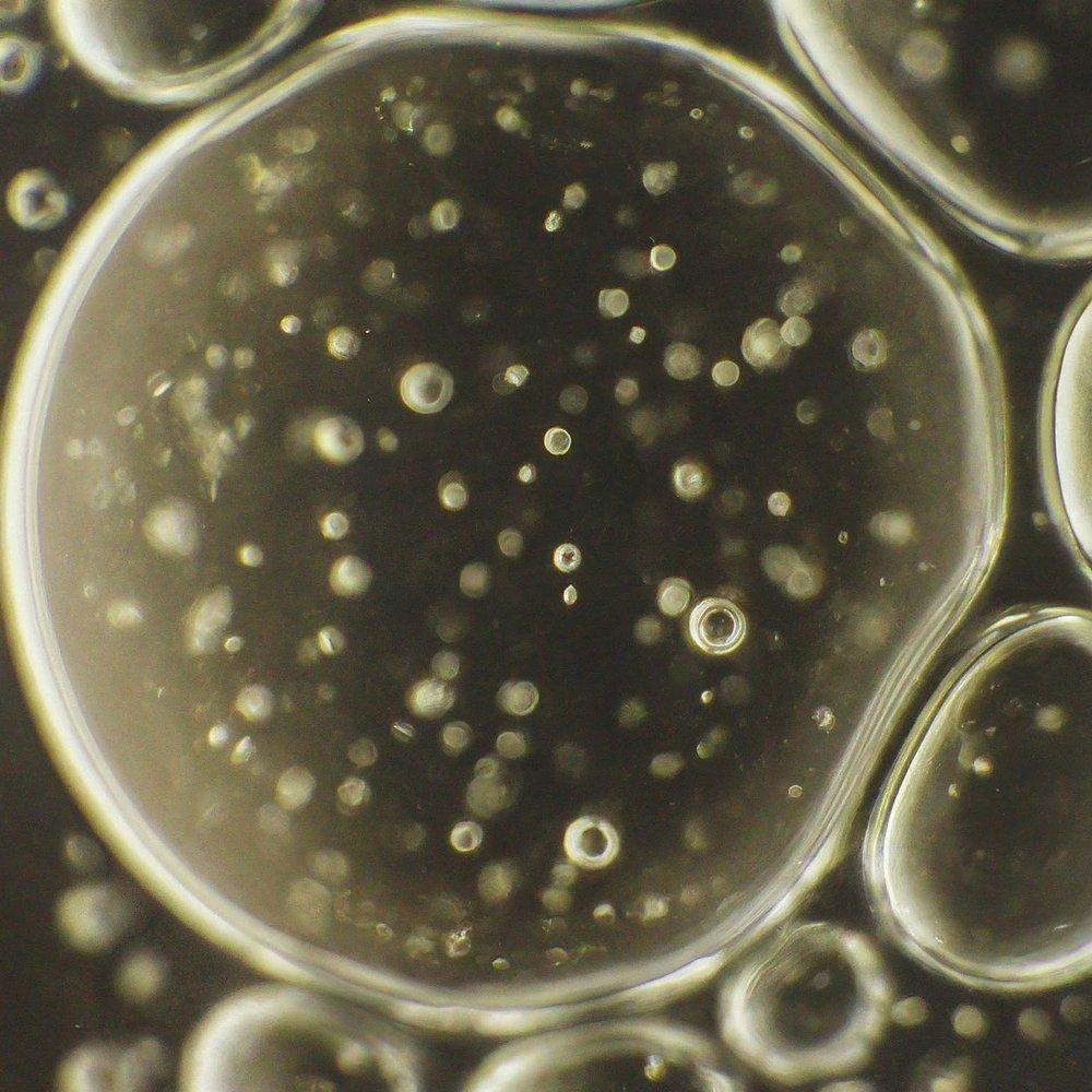 fermentation process